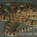 octopus_mimic_kbrab_h_0098_sul2352.jpg